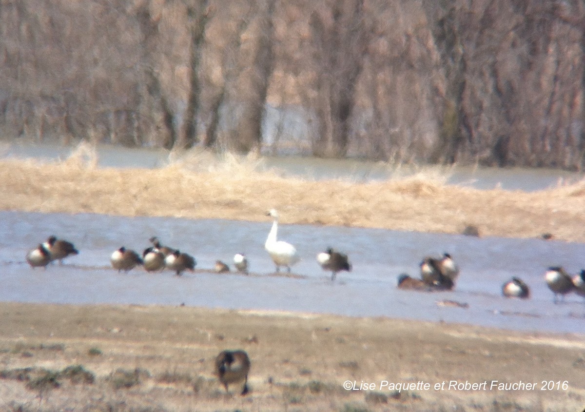 Tundra Swan - Lise Paquette  Robert Faucher