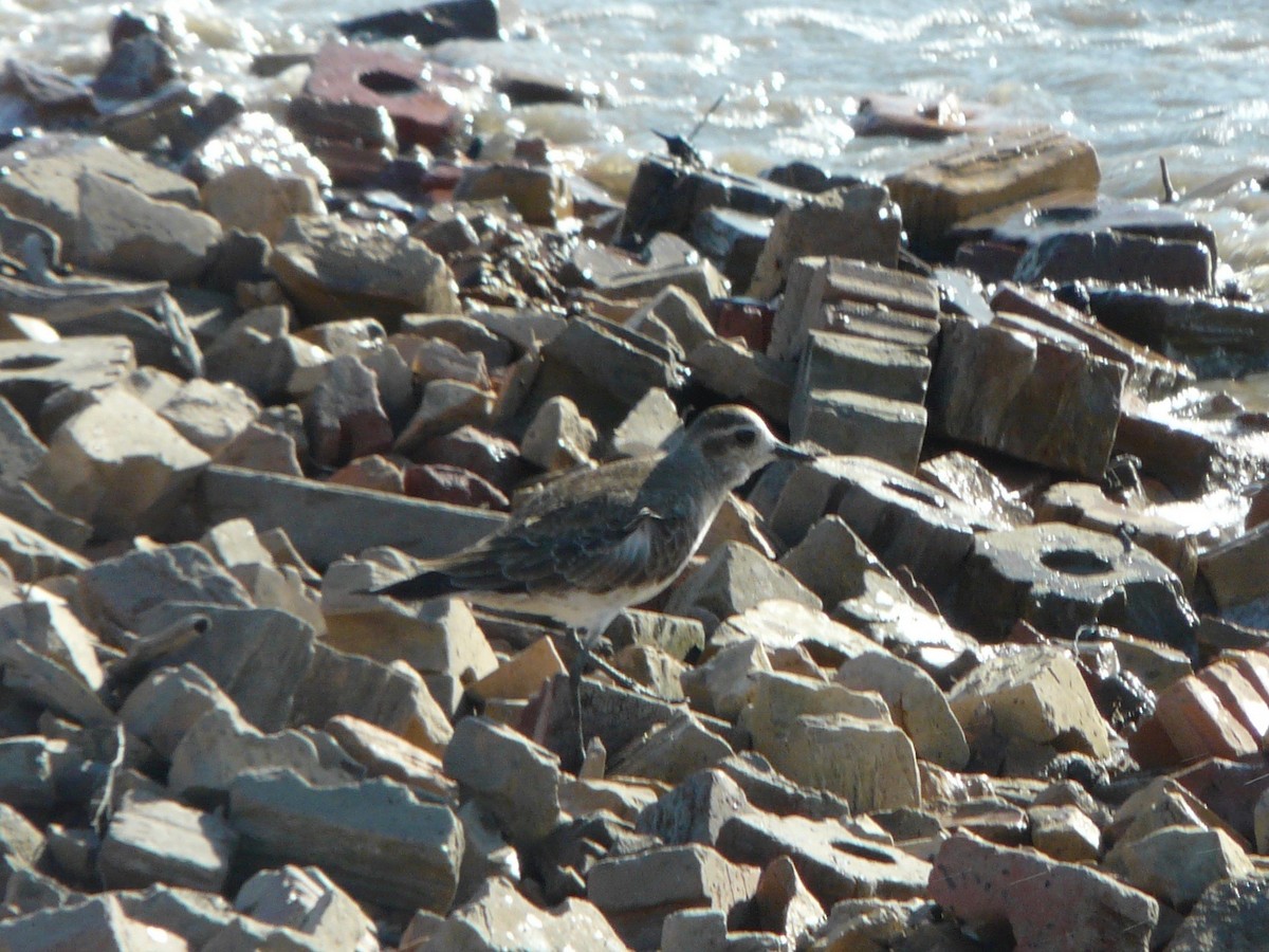 Urre-txirri amerikarra - ML274198951