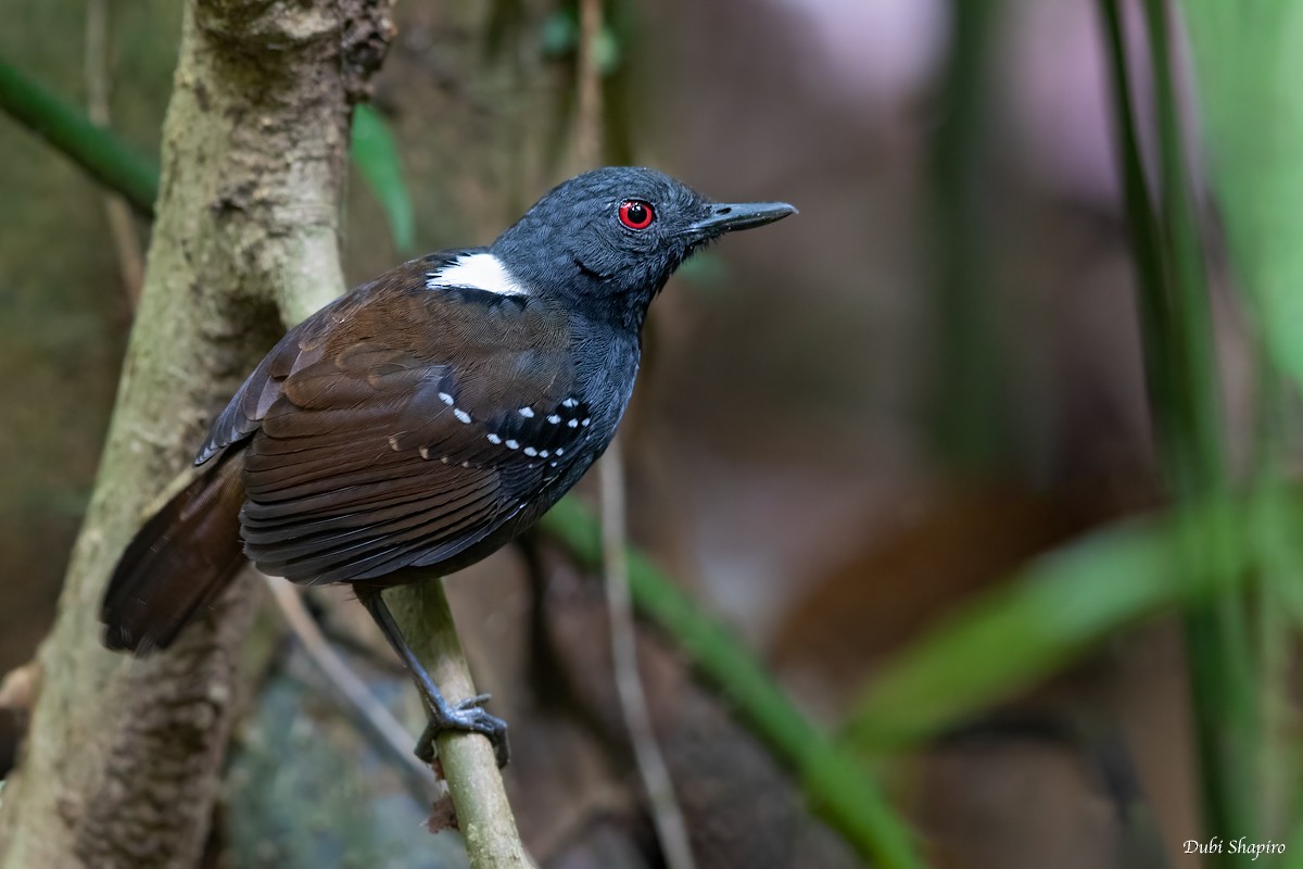 Dull-mantled Antbird - Dubi Shapiro