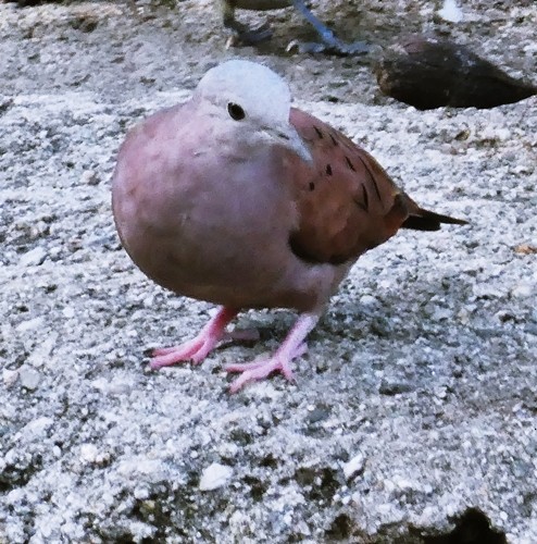 Ruddy Ground Dove - Carlos Navea