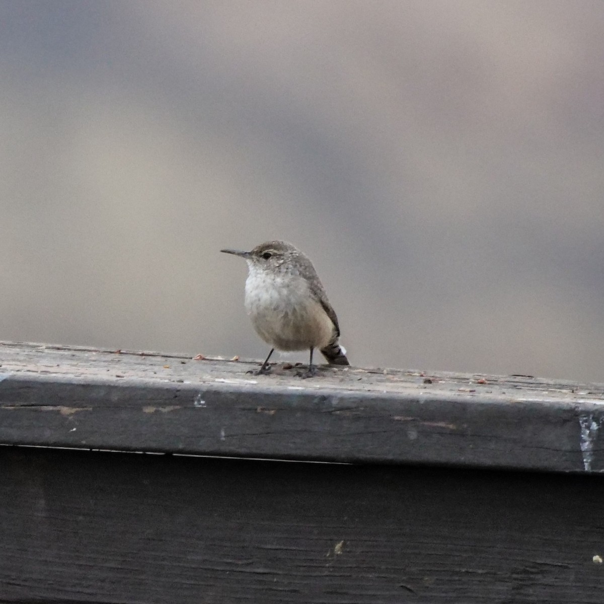 Rock Wren - ML274202071