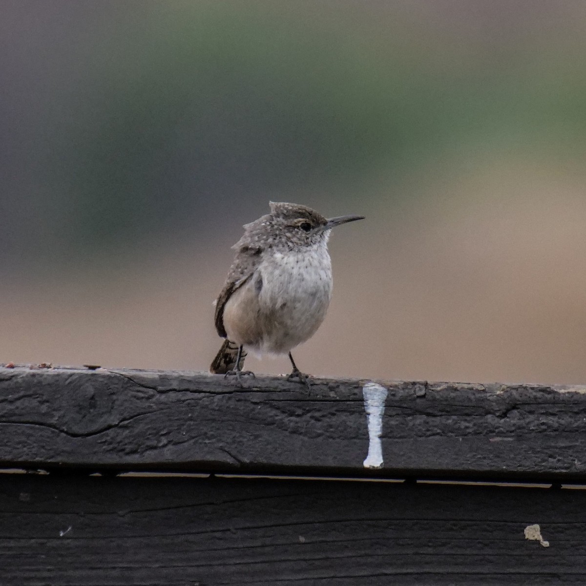 Rock Wren - ML274202151