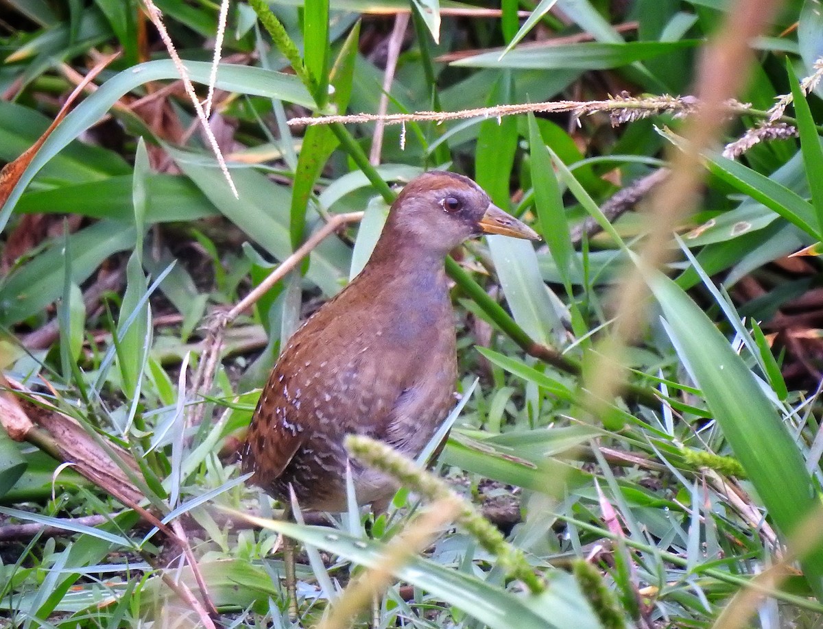 カオグロクイナ - ML274202521