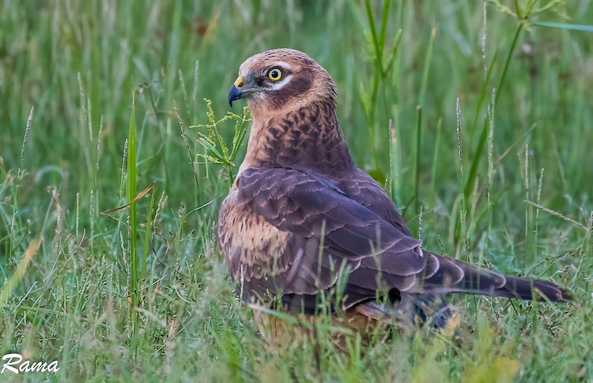 Montagu's Harrier - ML274206381