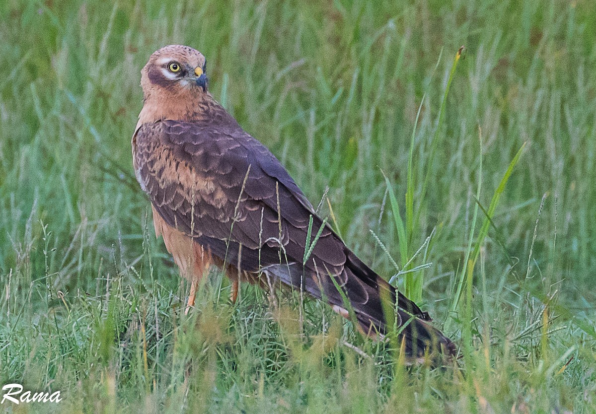 Montagu's Harrier - Rama Neelamegam