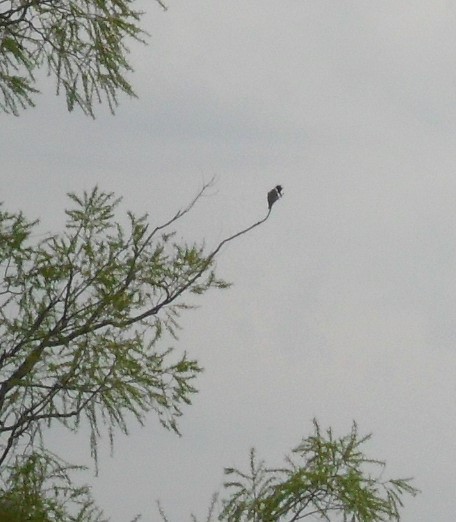 Belted Kingfisher - ML27420801