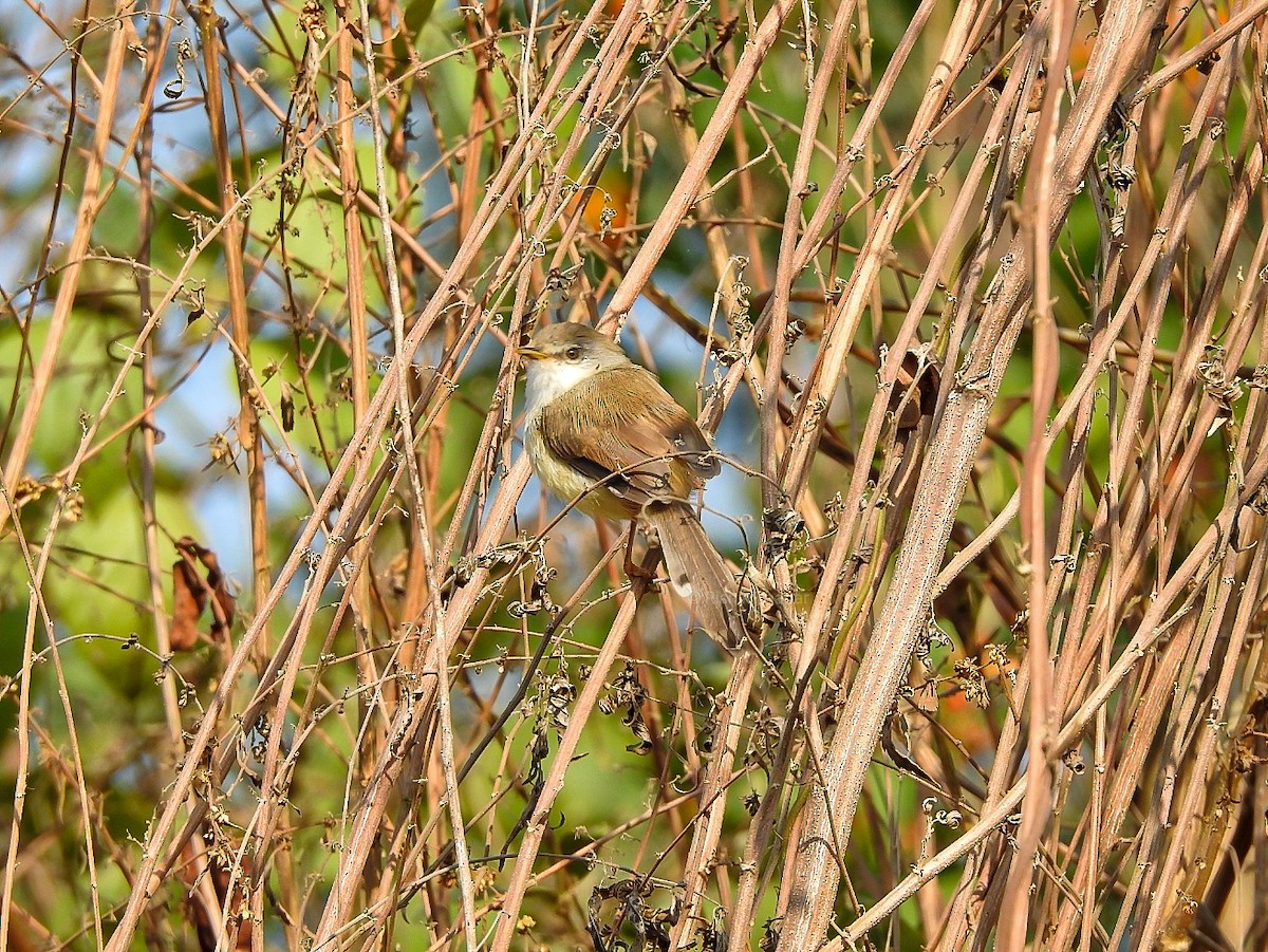 Gray-breasted Prinia - R Thapar