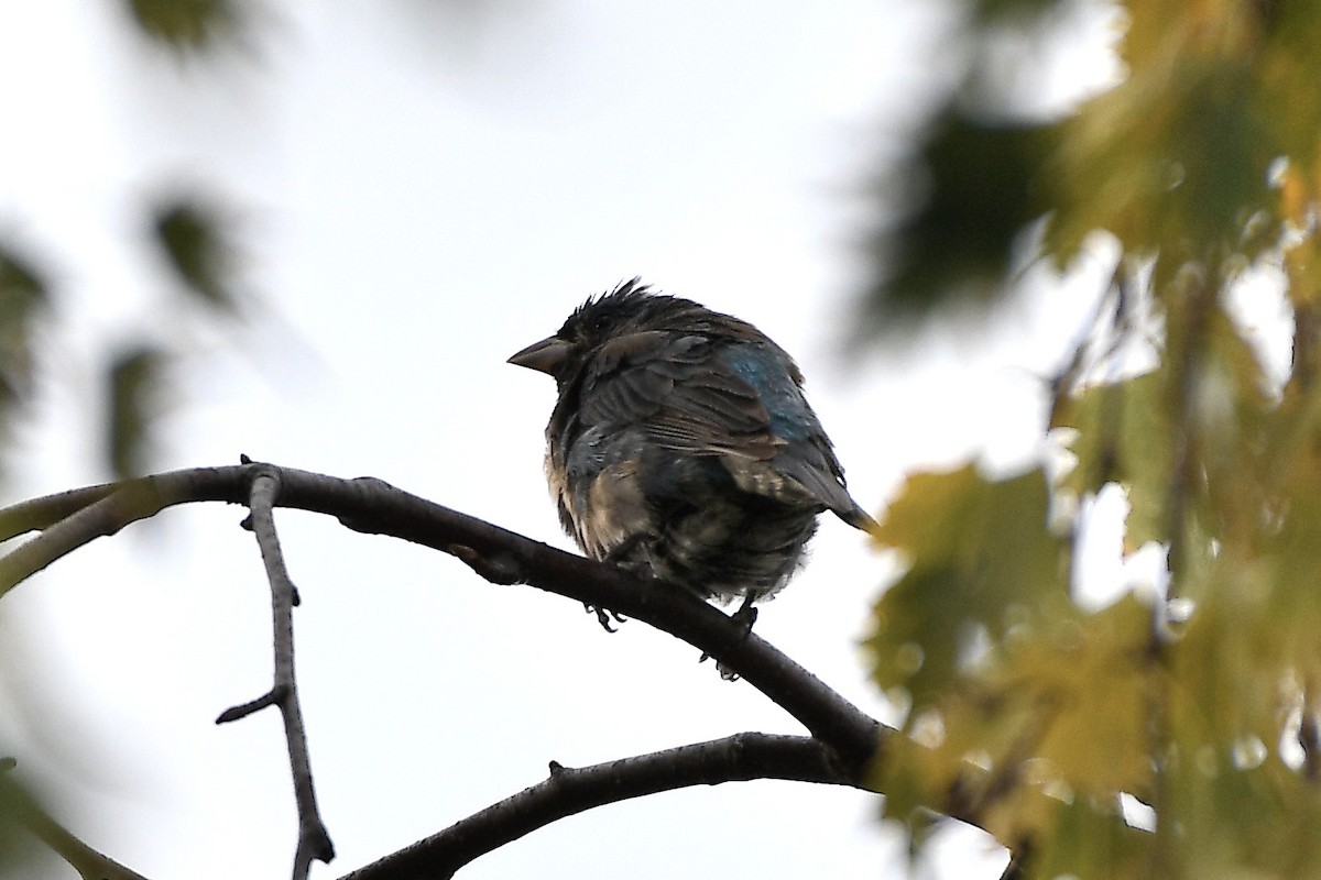 Indigo Bunting - ML274210341