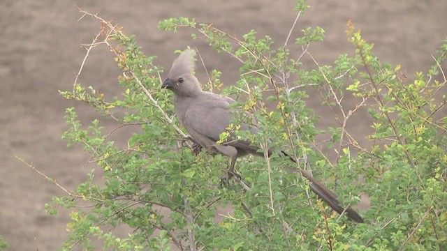 Turaco Unicolor - ML274210541