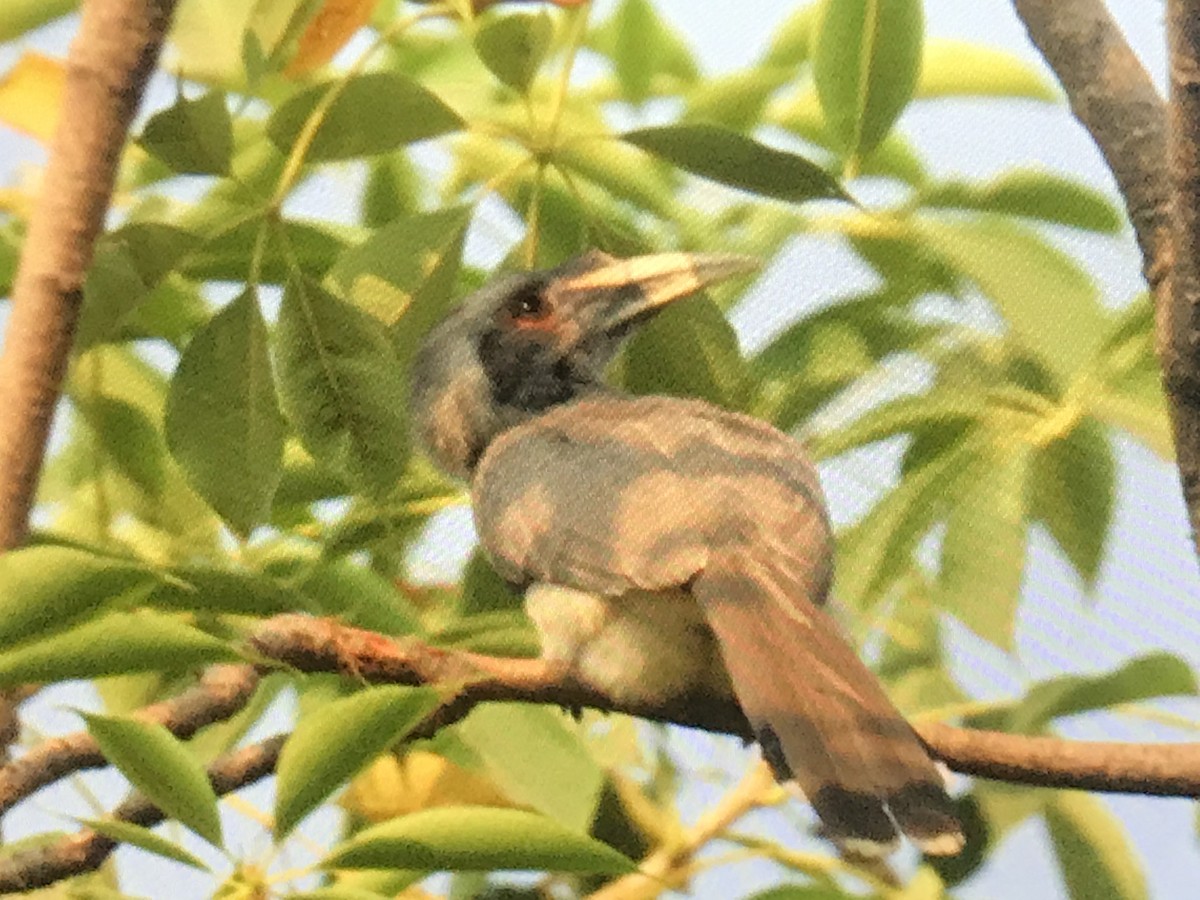 zoborožec klínoocasý - ML274211081