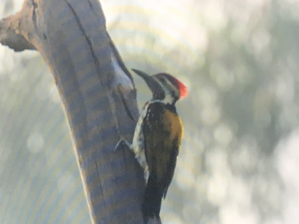 datel ohnivý - ML274211291