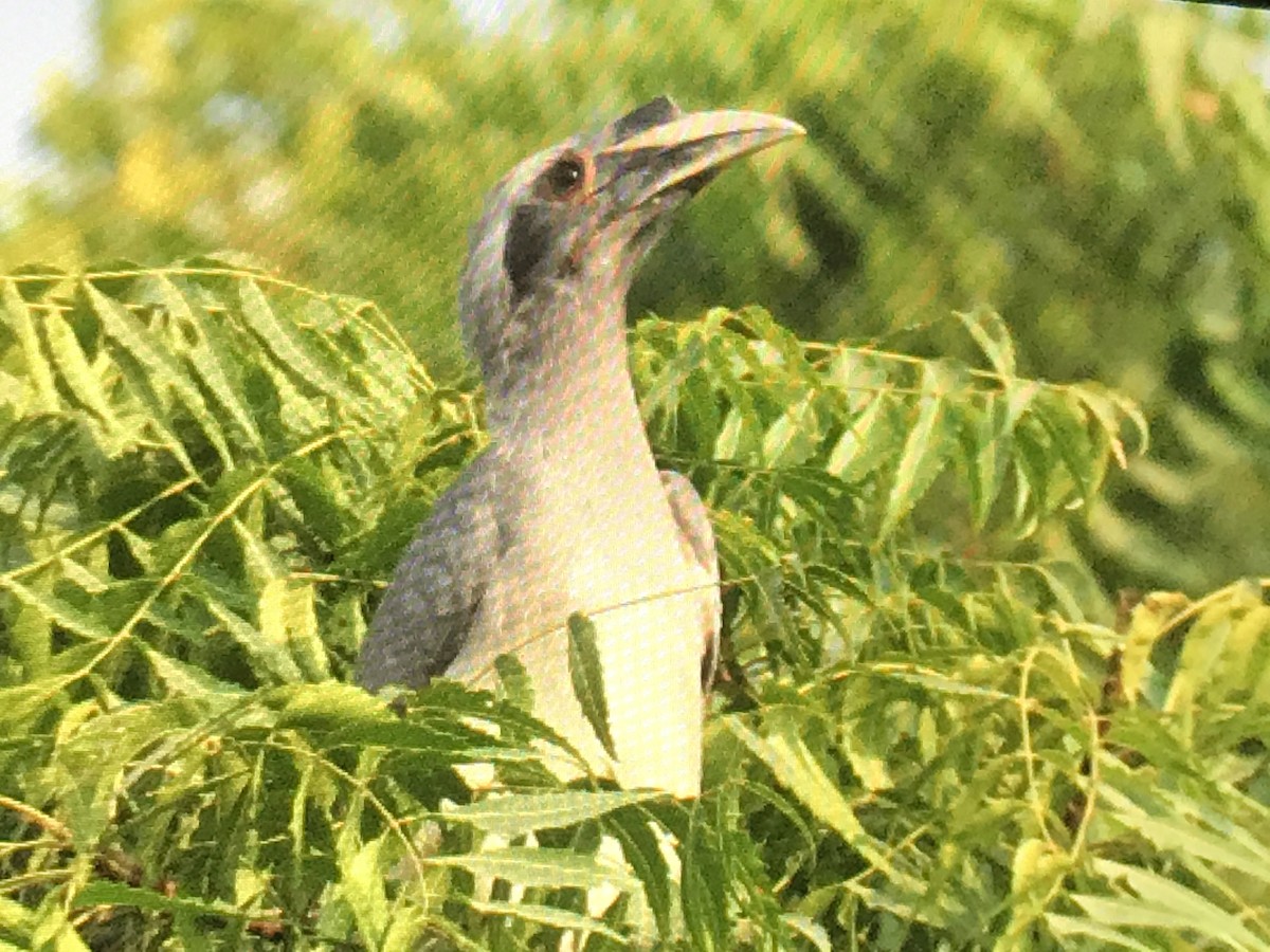 zoborožec klínoocasý - ML274211391