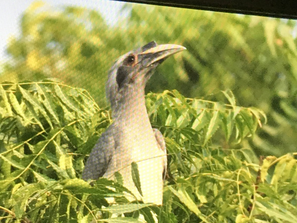 zoborožec klínoocasý - ML274211411