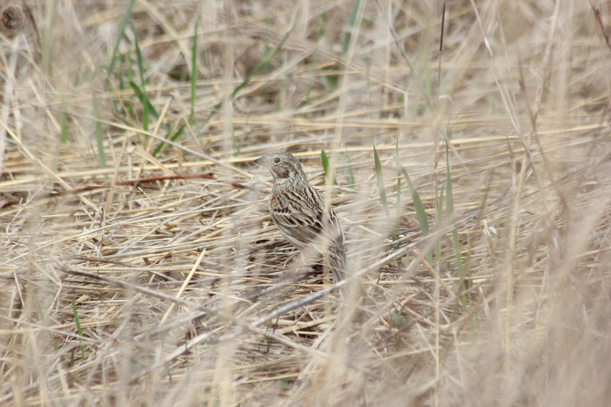 Vesper Sparrow - ML27421181