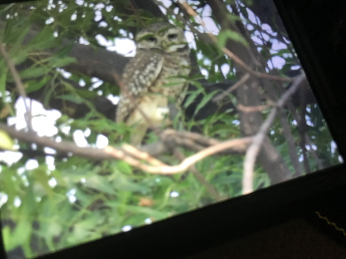 sýček brahmínský - ML274212021