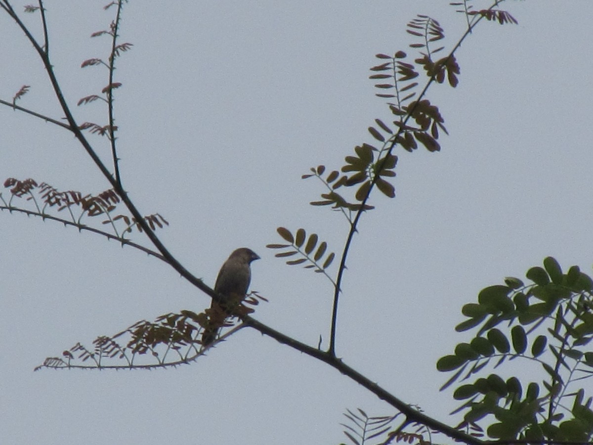 Scaly-breasted Munia - ML274212201