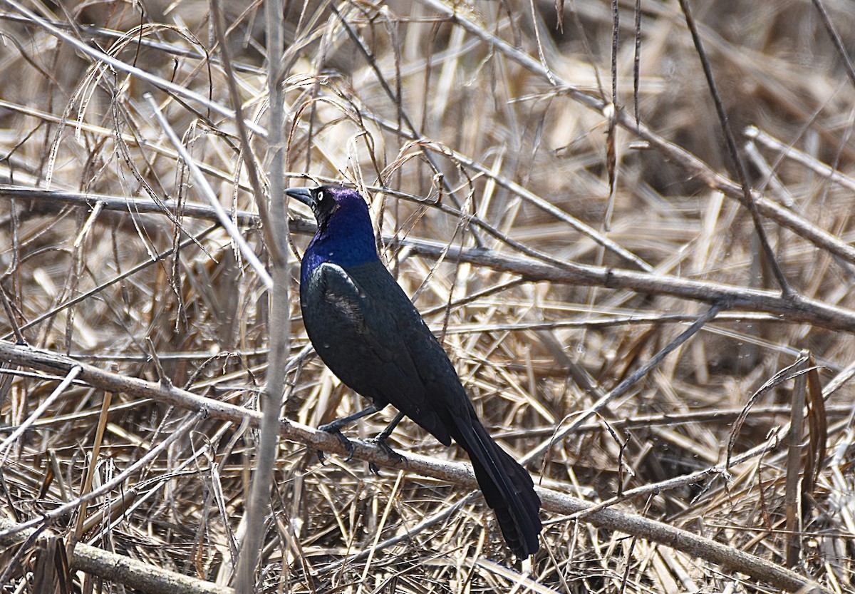 Common Grackle - ML27421381