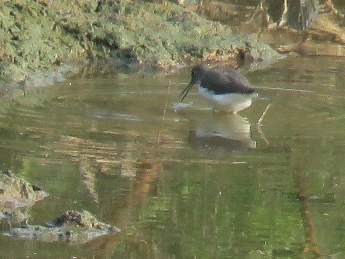 Green Sandpiper - ML274214011