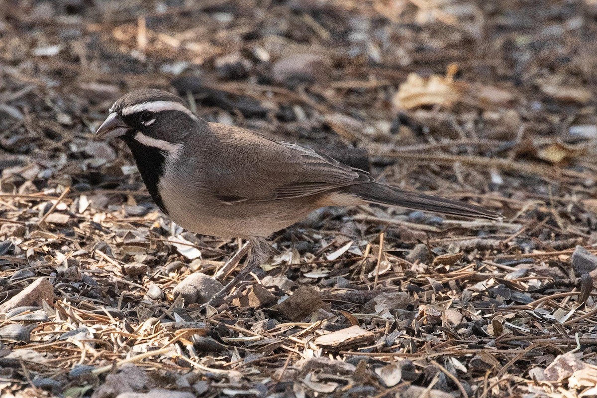 Black-throated Sparrow - ML274214191