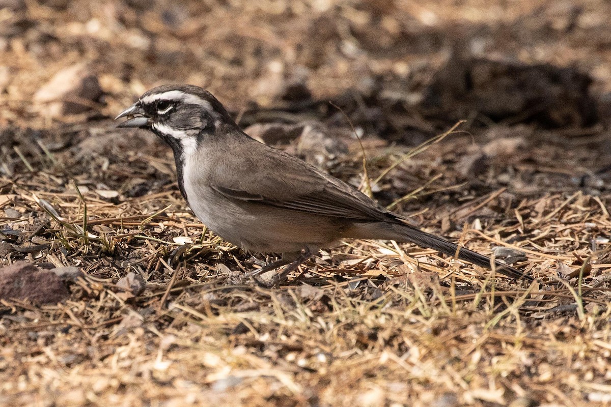 Black-throated Sparrow - ML274214201