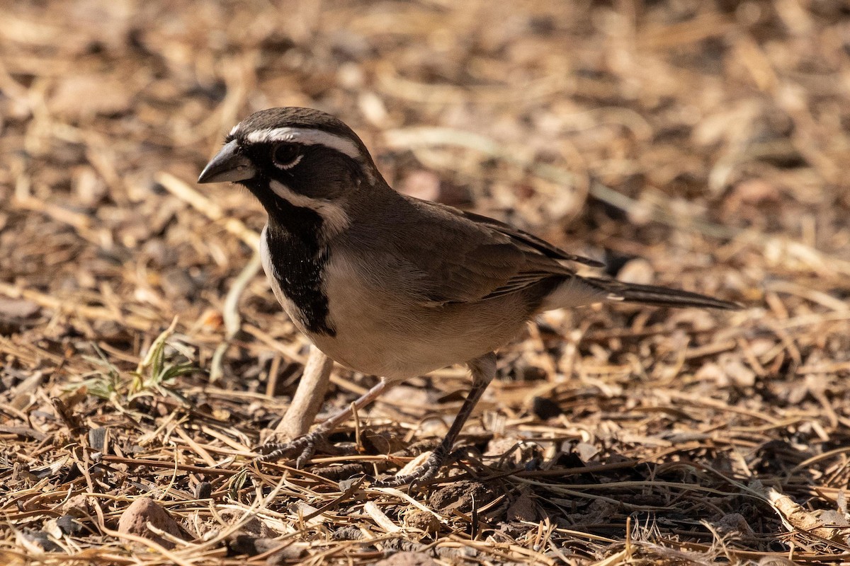 Black-throated Sparrow - ML274214221