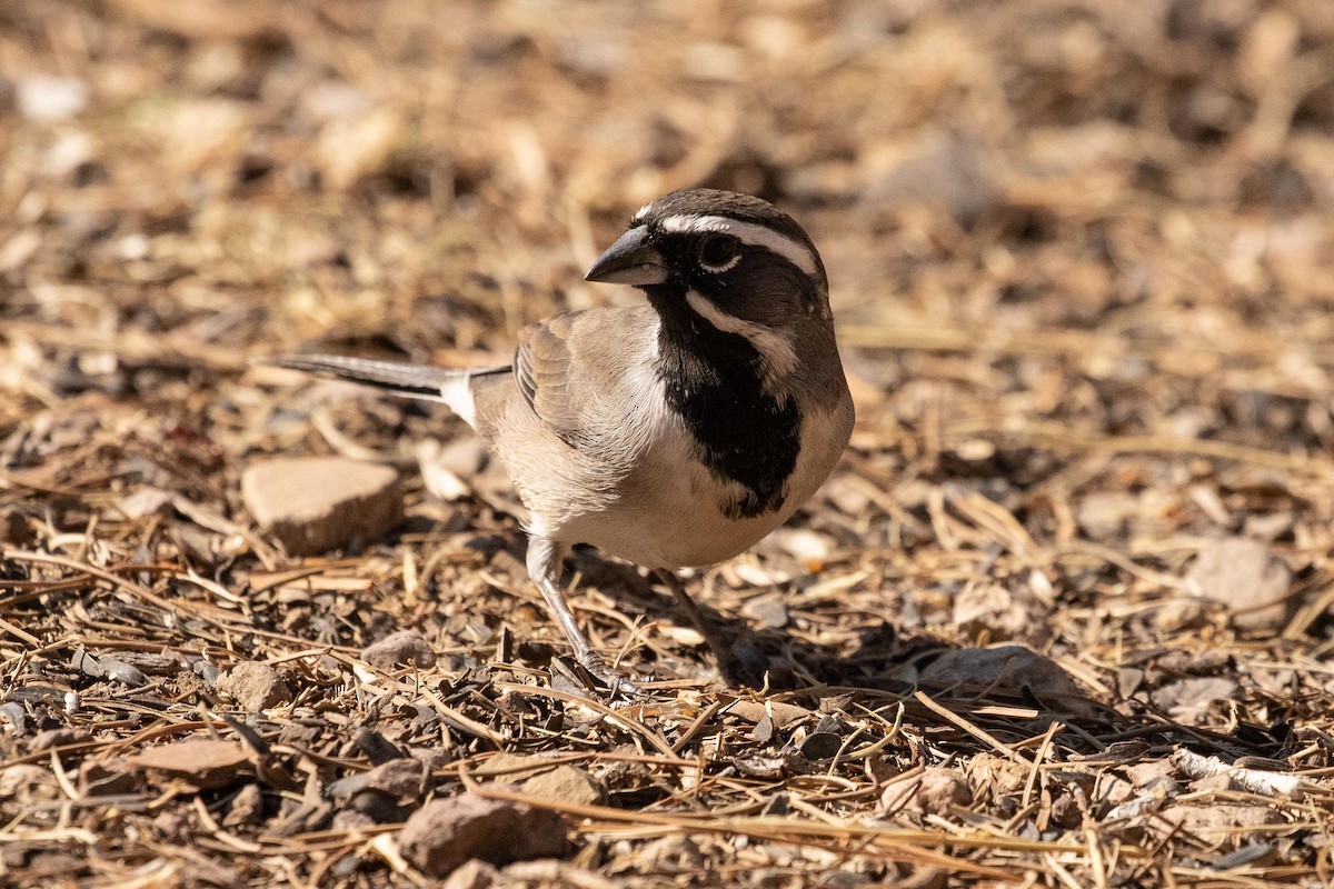 Black-throated Sparrow - ML274214261