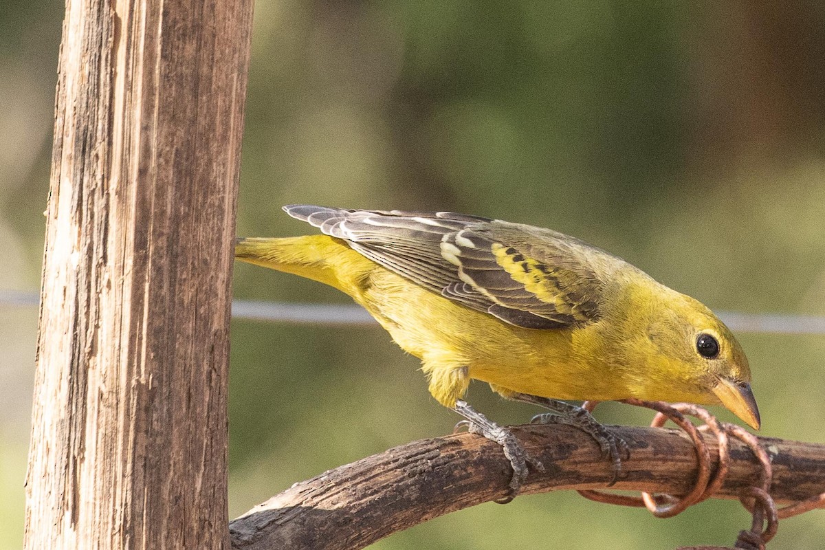 Western Tanager - Eric VanderWerf