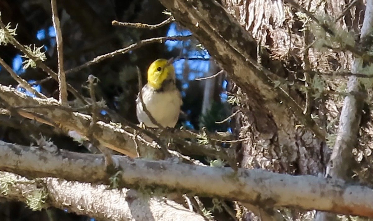 Paruline à tête jaune - ML274215441