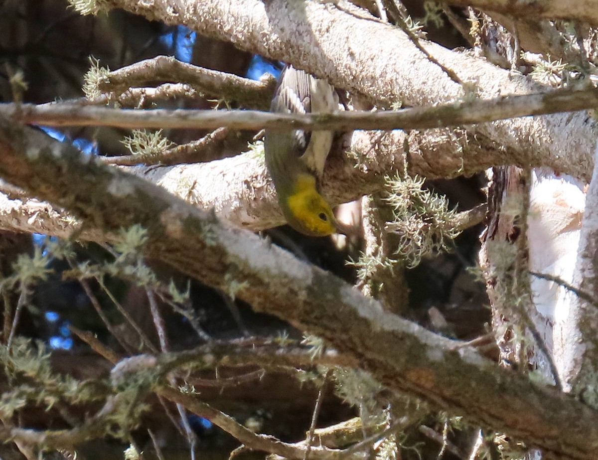 Hermit Warbler - ML274215491