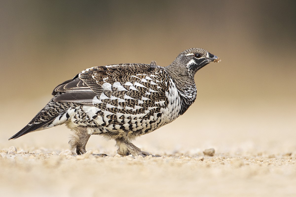 Spruce Grouse - ML274215651