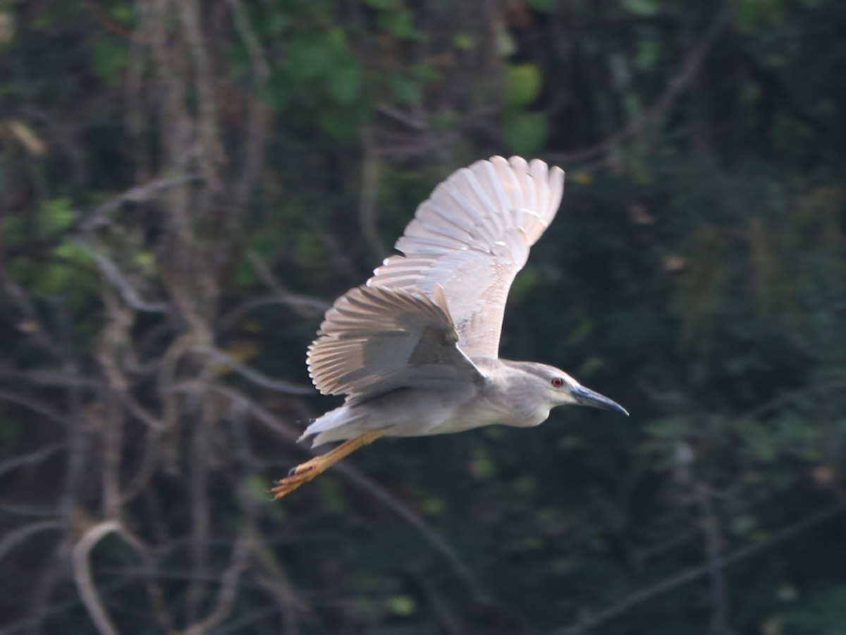 Black-crowned Night Heron - ML274216001