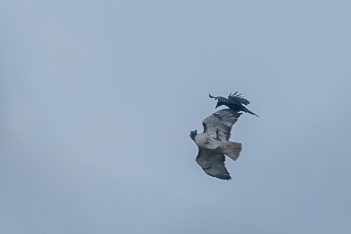 Red-tailed Hawk - ML27421731