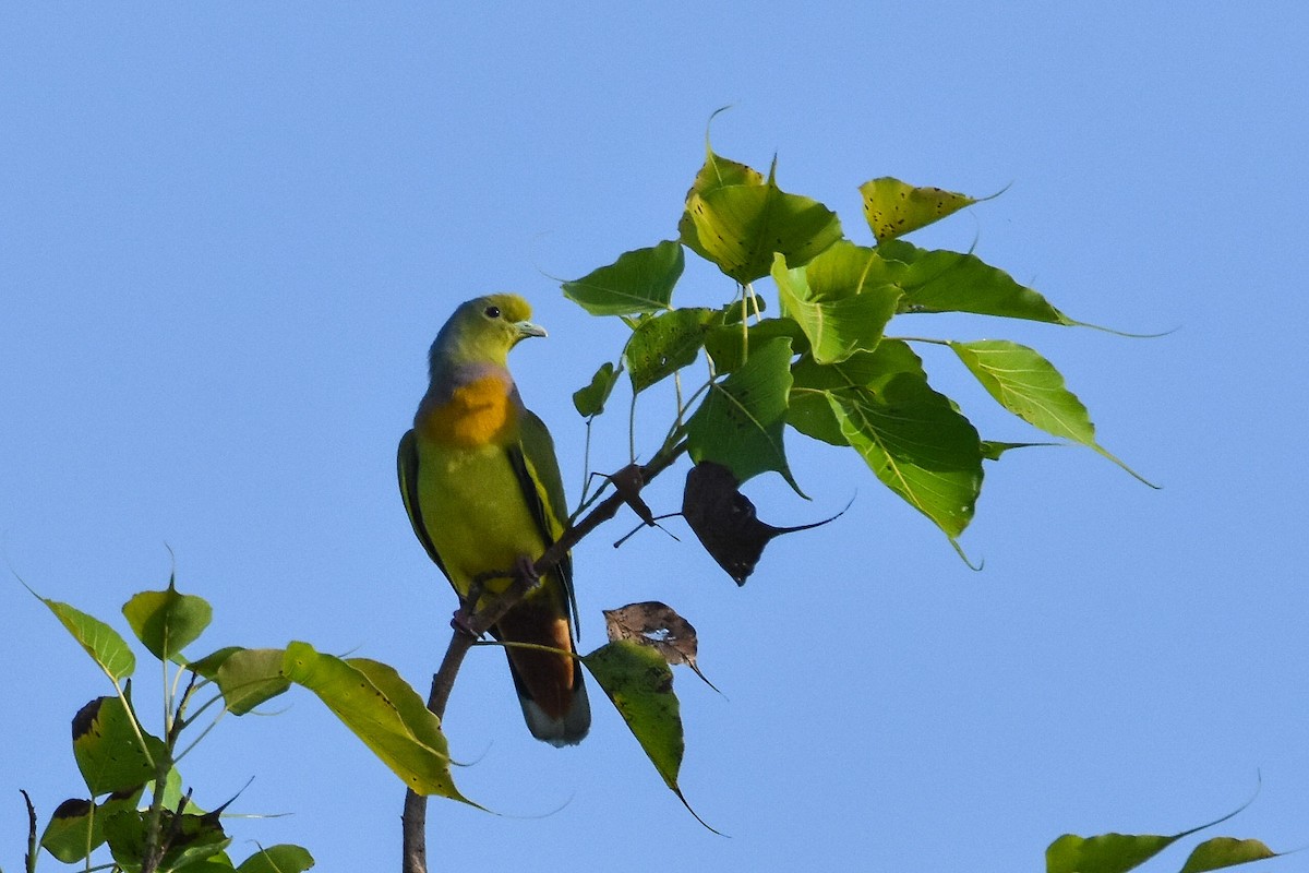 Orange-breasted Green-Pigeon - ML274218361