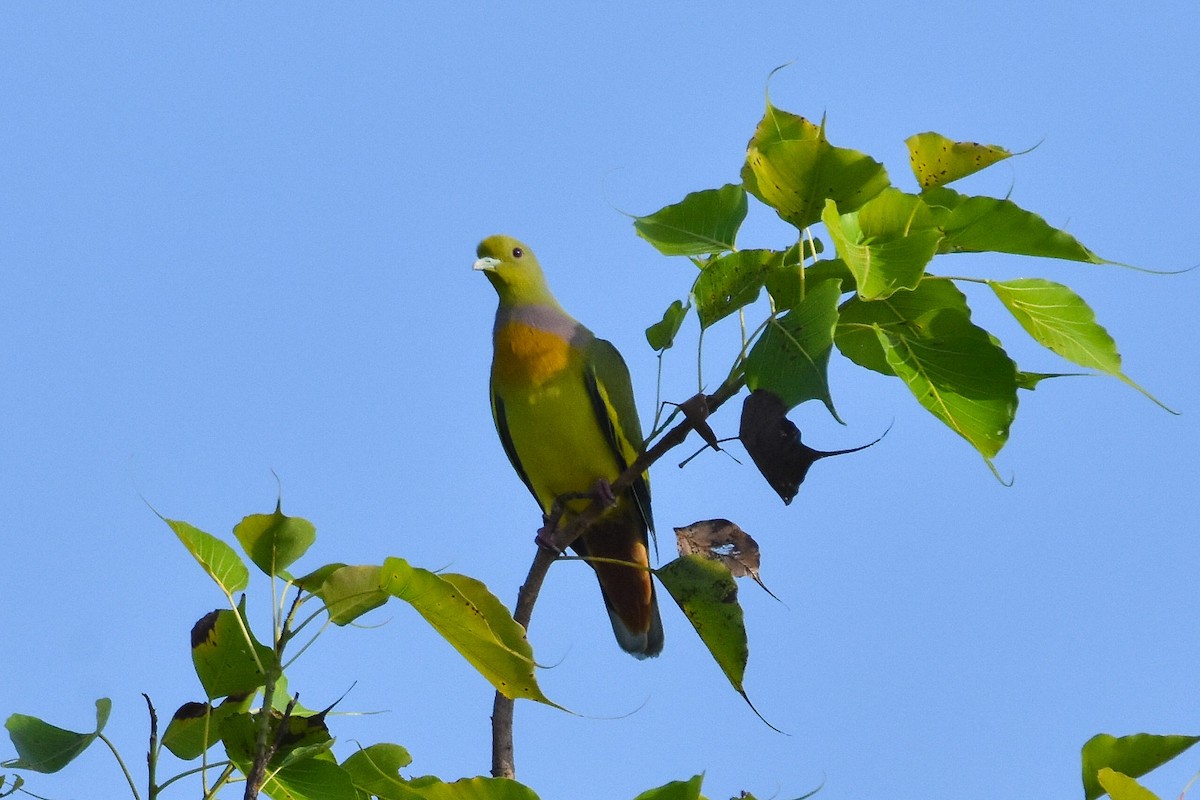 Orange-breasted Green-Pigeon - vinodh Kambalathara