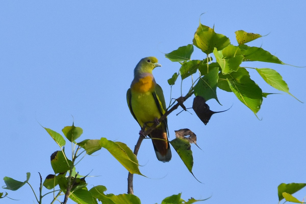 Orange-breasted Green-Pigeon - vinodh Kambalathara