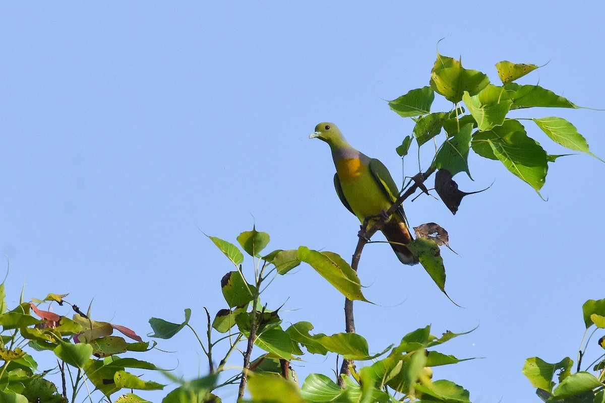 Orange-breasted Green-Pigeon - ML274218391