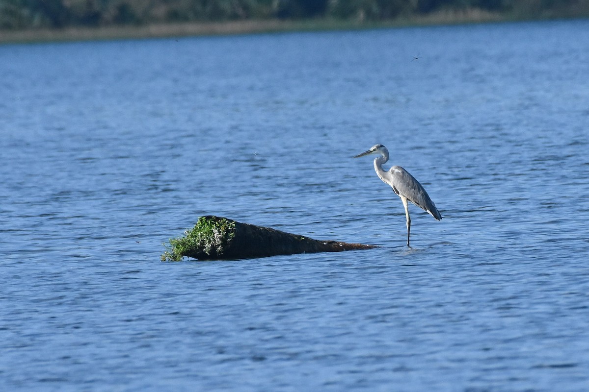 Gray Heron - ML274218451