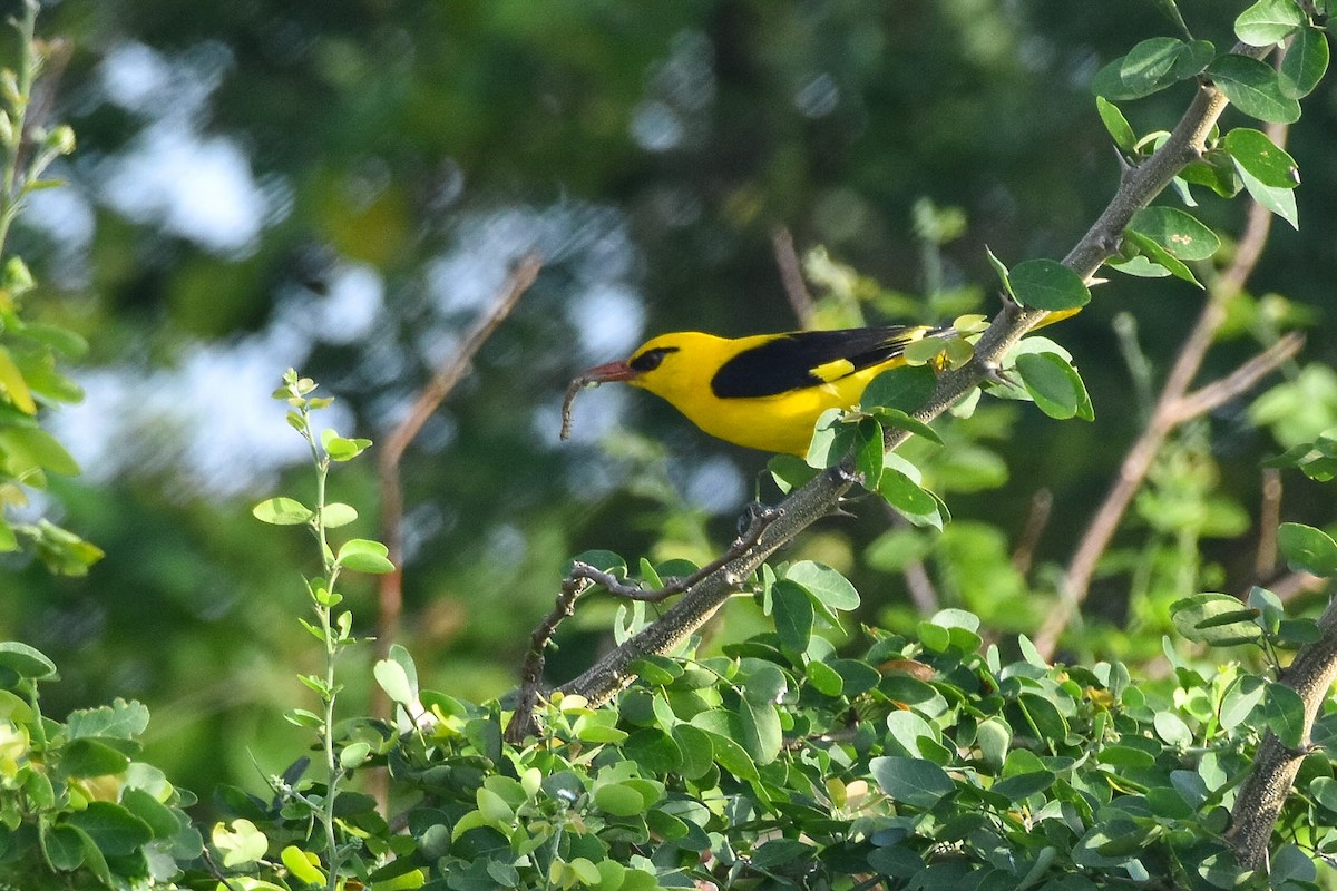 Indian Golden Oriole - ML274218461