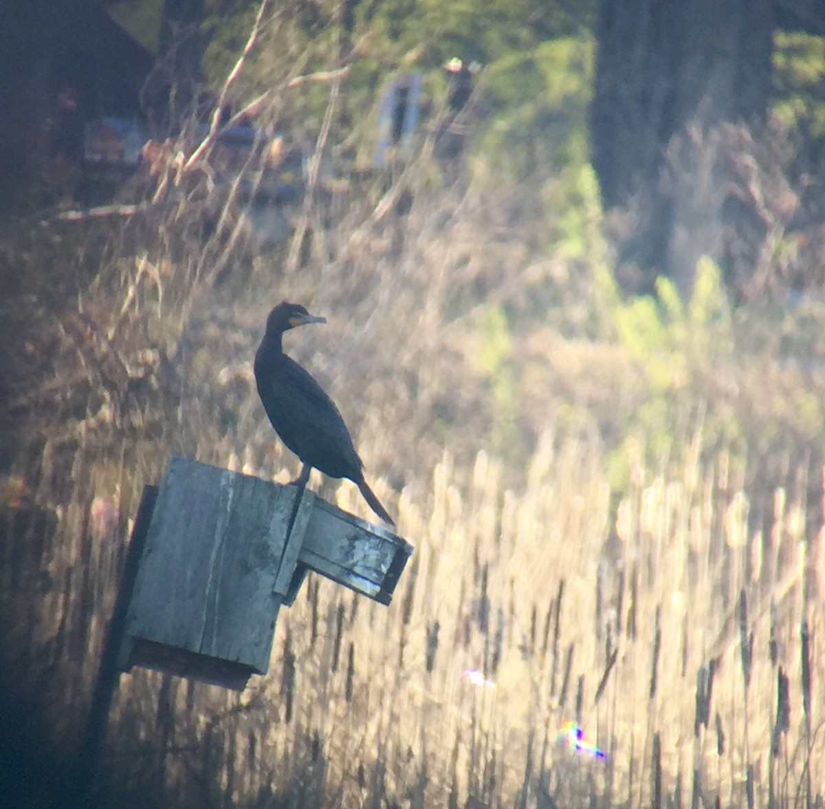 Double-crested Cormorant - ML27421921