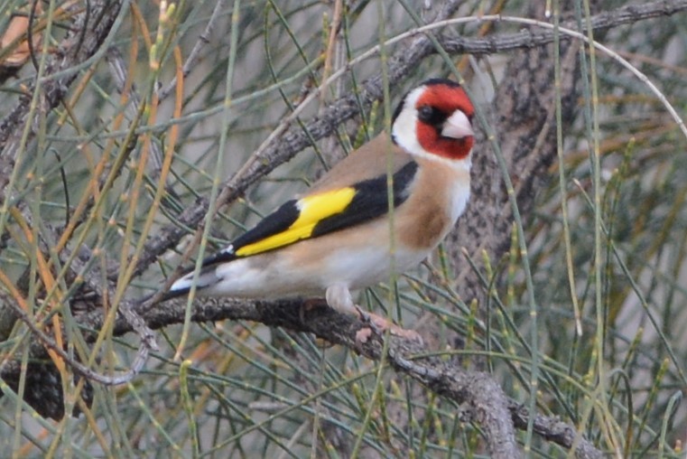 European Goldfinch - ML27422221