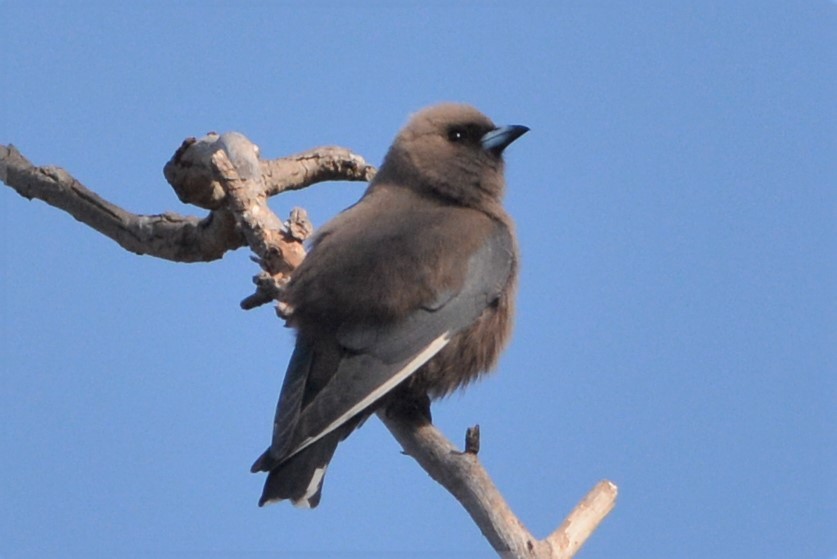 Dusky Woodswallow - ML27422331