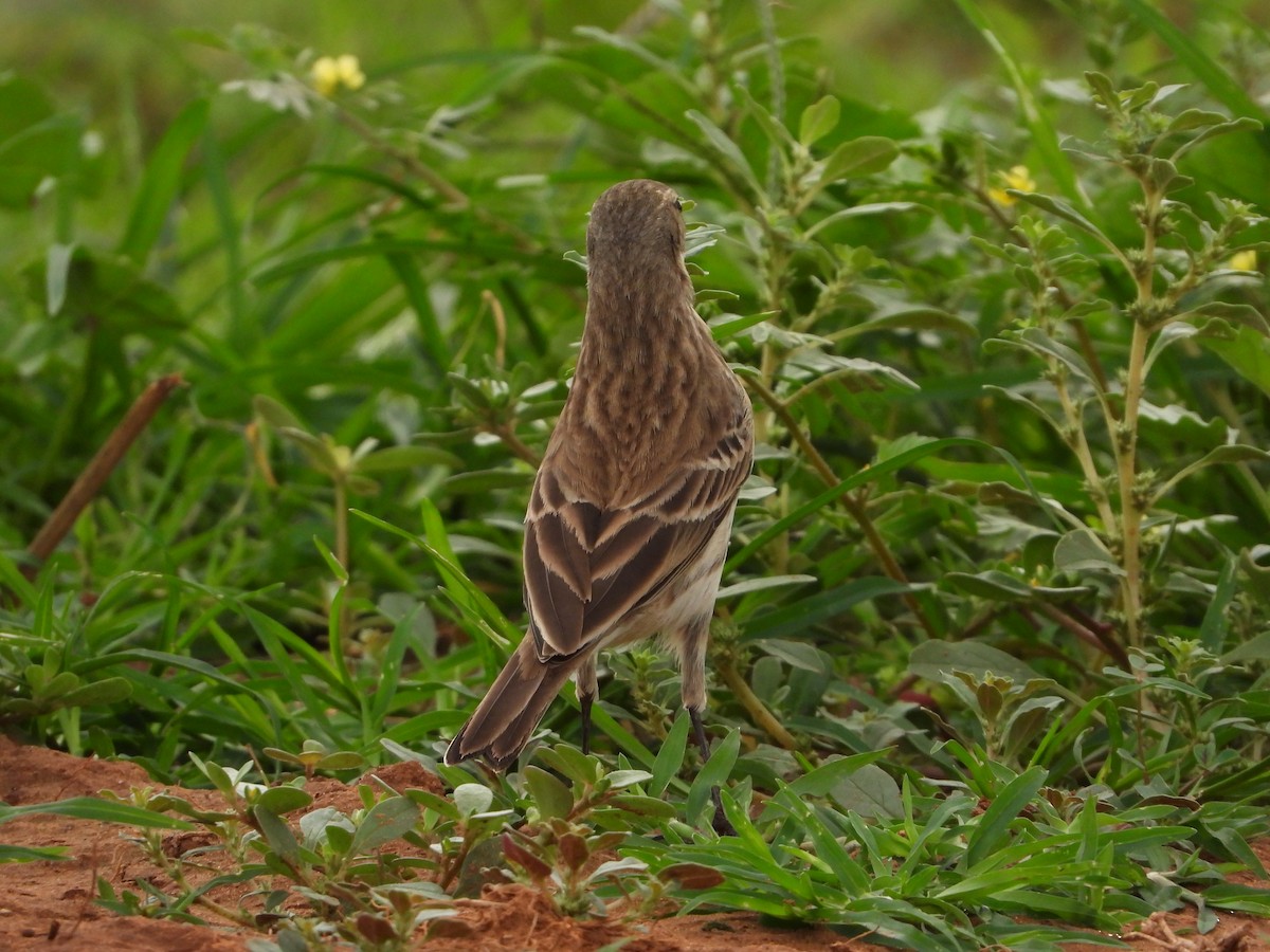 Water Pipit - ML274223641