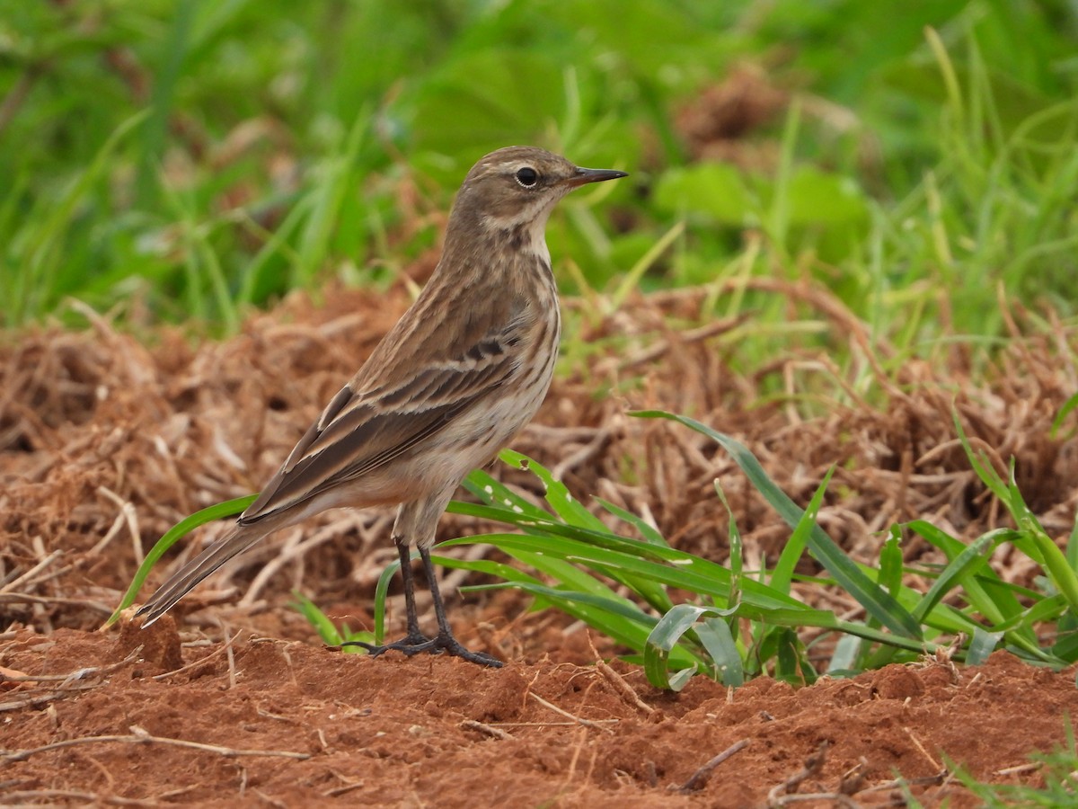 Water Pipit - ML274223711