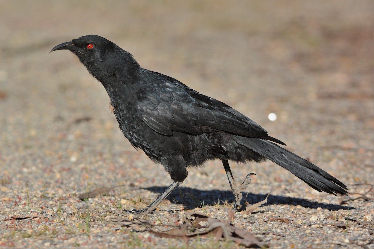 White-winged Chough - David Hollie