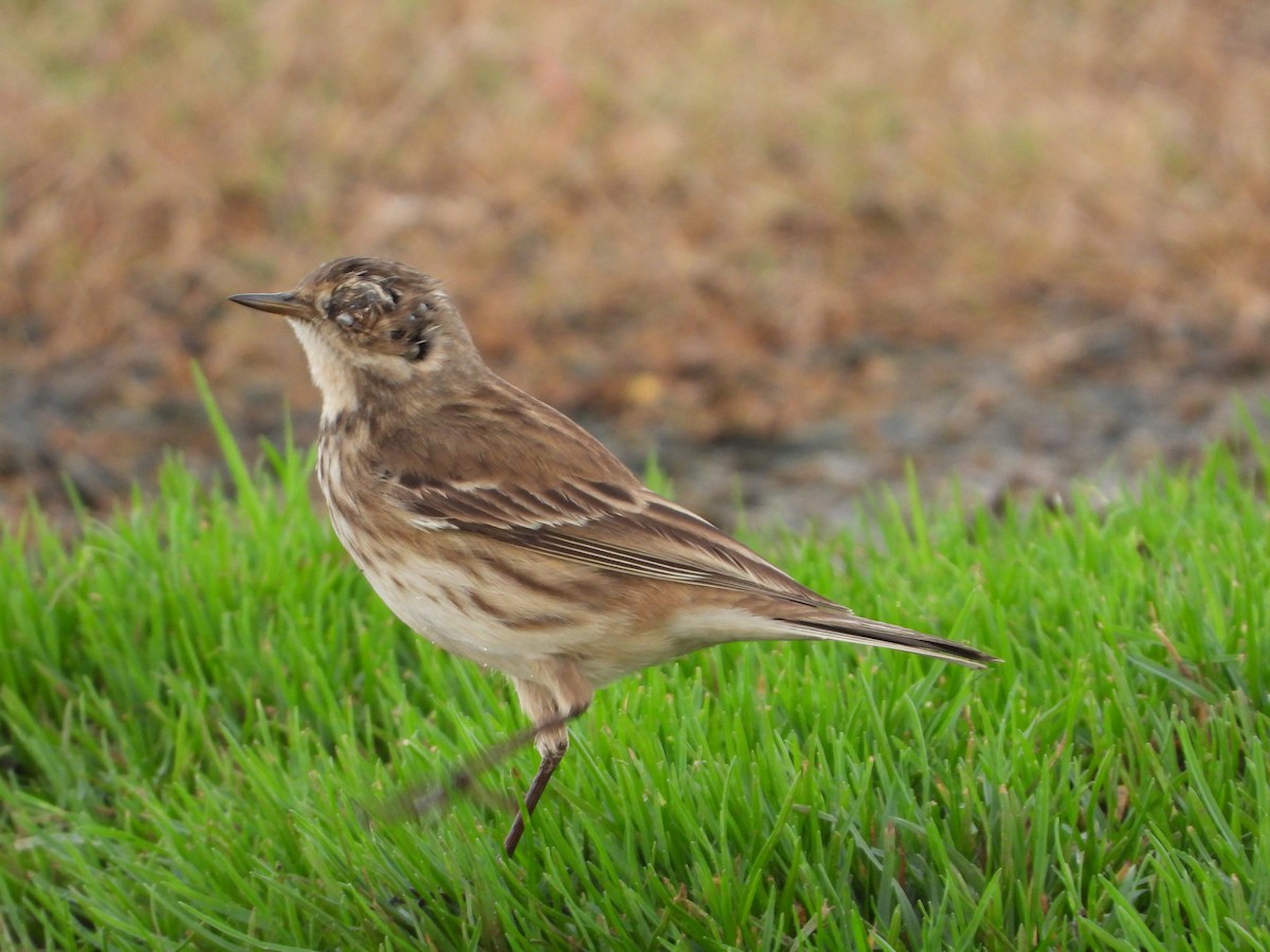 Water Pipit - ML274224471