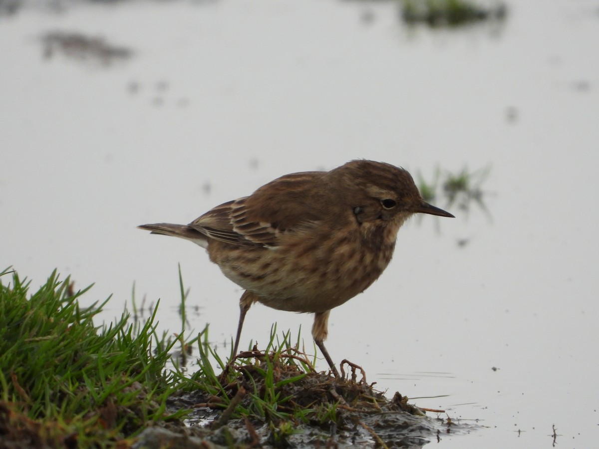 Water Pipit - ML274224571