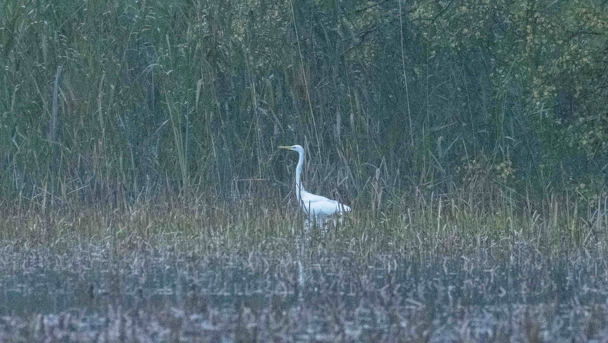 Great Egret - ML274228281