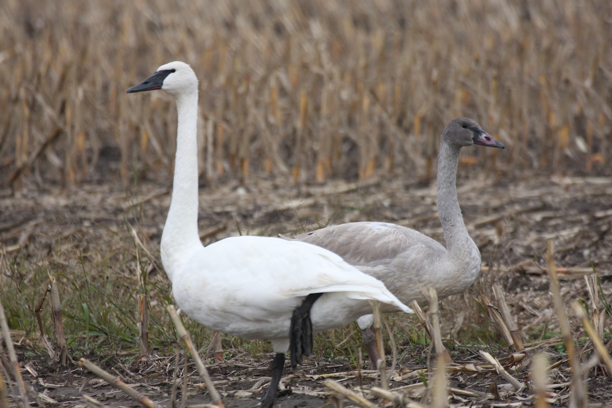 Trumpeter Swan - ML274228651