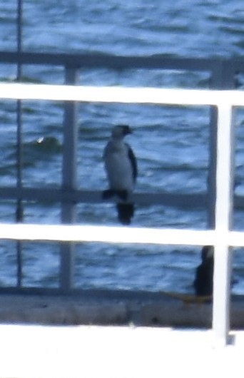 Little Pied Cormorant - ML274228901