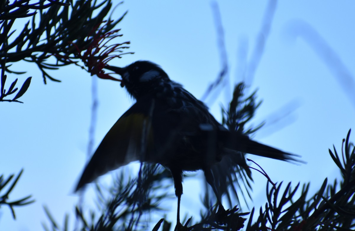 New Holland Honeyeater - ML274228991